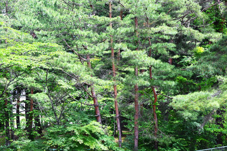 Japanese red pine trees. Piaaceae evergreen conifer. Characteristically, the bark is reddish brown and peels off in thin scales.の写真素材
