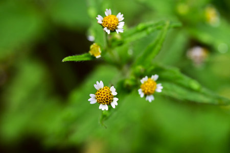 Shaggy soldier flowers. Asreraceae annual plants. A weed that grows on roadsides, it produces flowers consisting of white ray florets and yellow tubular flowers.の写真素材