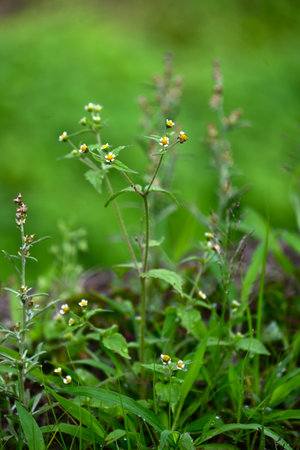 Shaggy soldier flowers. Asreraceae annual plants. A weed that grows on roadsides, it produces flowers consisting of white ray florets and yellow tubular flowers.の写真素材