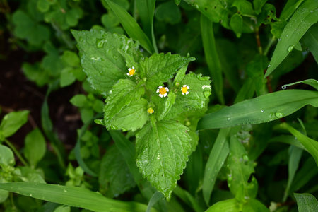 Shaggy soldier flowers. Asreraceae annual plants. A weed that grows on roadsides, it produces flowers consisting of white ray florets and yellow tubular flowers.の写真素材