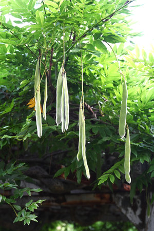 Japanese wisteria legumes. Fabaceae deciduous vine. The legumes ripen in autumn and the pods split open to scatter seeds.の写真素材