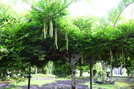 Japanese wisteria legumes. Fabaceae deciduous vine. The legumes ripen in autumn and the pods split open to scatter seeds.の写真素材