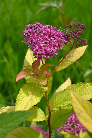 Japanese spiraea flowers. Rosaceae deciduous shrub. Five-petal red or white flowers bloom from May to August.の写真素材