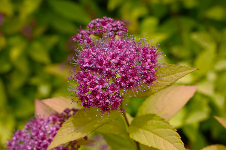Japanese spiraea flowers. Rosaceae deciduous shrub. Five-petal red or white flowers bloom from May...