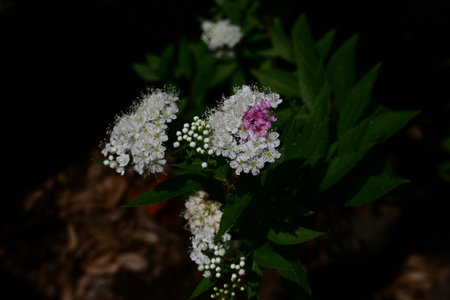 Japanese spiraea flowers. Rosaceae deciduous shrub. Five-petal red or white flowers bloom from May to August.の写真素材