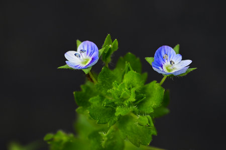 Corn speedwell (Veronica arvensis) flowers. Plantaginaceae plants. Small, blue-purple flowers measuring about 4 mm in diameter bloom from spring to summer.の写真素材