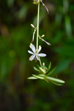 Spider plant ( Chlorophytum comosum ) flowers. Asparagaceae perennial plants. White flowers bloom on the stolon from spring to autumn.の写真素材