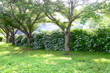 Hydrangea flower. Seasonal flower background material. It is a flower that brightens up the gloominess of the rainy season and is a seasonal feature of Japan.の写真素材
