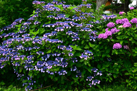 Hydrangea flower. Seasonal flower background material. It is a flower that brightens up the gloominess of the rainy season and is a seasonal feature of Japan.の写真素材
