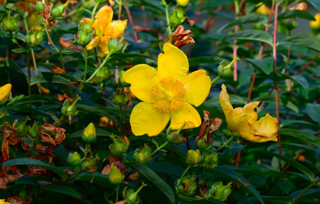 Hypericum patulum (Sungold St. John's Wort) flowers. Hypericaceae semi-evergreen shrub. Bright yellow five-petal flowers bloom in summer.の写真素材