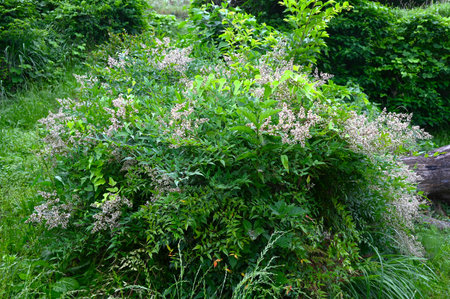 Nandina domestica flowers. Berberidaceae evergreen shrub. Six-petaled white flowers bloom in early summer. In Japan, it is planted at entrances to ward off evil spirits.の写真素材