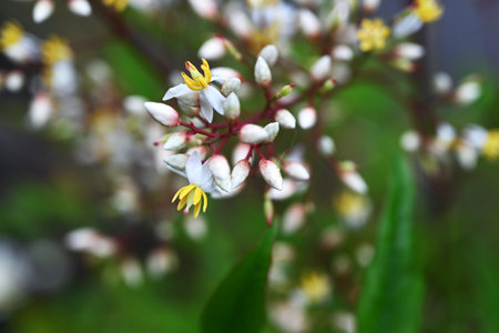 Nandina domestica flowers. Berberidaceae evergreen shrub. Six-petaled white flowers bloom in early summer. In Japan, it is planted at entrances to ward off evil spirits.の写真素材