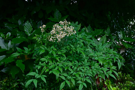 Nandina domestica flowers. Berberidaceae evergreen shrub. Six-petaled white flowers bloom in early summer. In Japan, it is planted at entrances to ward off evil spirits.の写真素材
