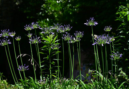 Agapanthus flowers. Amaryllidaceae bulbous plants. These flowers provide a refreshing cool feeling during the hot summer season.の写真素材