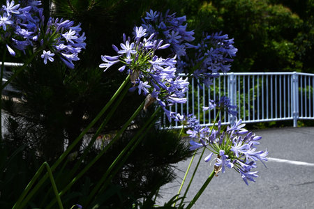 Agapanthus flowers. Amaryllidaceae bulbous plants. These flowers provide a refreshing cool feeling during the hot summer season.の写真素材