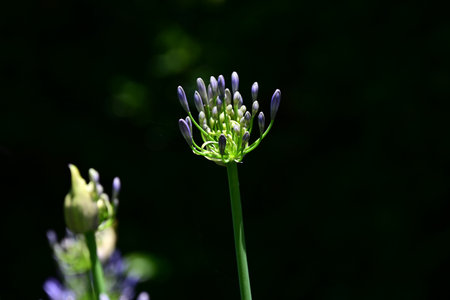 Agapanthus flowers. Amaryllidaceae bulbous plants. These flowers provide a refreshing cool feeling during the hot summer season.の写真素材