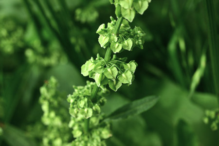 Rumex japonicus. Polygonaceae perennial plants. Small flowers bloom from spring to summer, and...