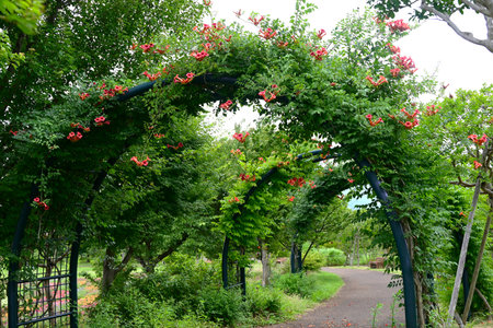 Chinese trumpet vine flowers. Bignoniaceae deciduous vine. Bright orange flowers bloom in summer and attach to other trees and grow vines.の写真素材