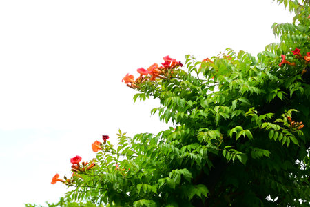 Chinese trumpet vine flowers. Bignoniaceae deciduous vine. Bright orange flowers bloom in summer and attach to other trees and grow vines.の写真素材