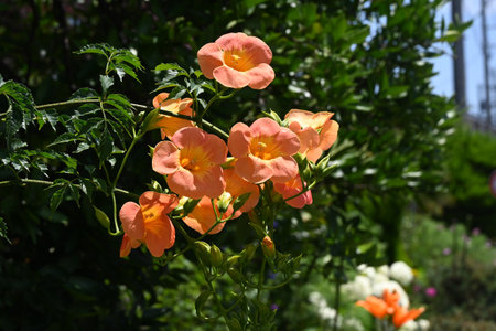 Chinese trumpet vine flowers. Bignoniaceae deciduous vine. Bright orange flowers bloom in summer and attach to other trees and grow vines.の写真素材