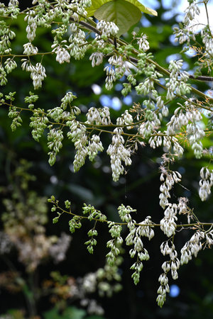 Macleaya cordata (Plume poppy) flowers. Papaveraceae perennial plants. Numerous white flowers bloom in panicles in summer. When the stem is broken, a poisonous sap comes out.の写真素材