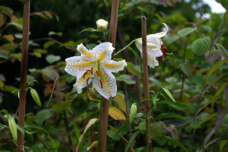 Golden rayed lily (Lilium auratum) flowers. A species endemic to Japan, large, fragrant white flowers with yellow bands and reddish-brown spots on the petals bloom in summer.の写真素材