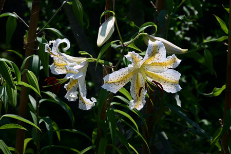 Golden rayed lily (Lilium auratum) flowers. A species endemic to Japan, large, fragrant white flowers with yellow bands and reddish-brown spots on the petals bloom in summer.の写真素材