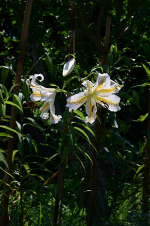 Golden rayed lily (Lilium auratum) flowers. A species endemic to Japan, large, fragrant white flowers with yellow bands and reddish-brown spots on the petals bloom in summer.の写真素材