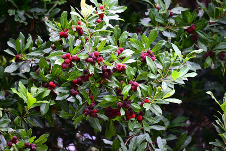 Red bayberry (Morella rubra) berries. Myricaceae dioecious evergreen tree. The berries ripen in summer and are used to eat raw or to make jams and fruit wines.の写真素材