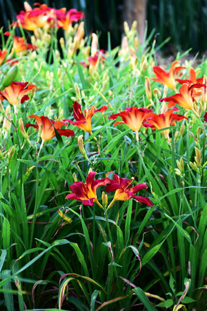 Day lily (Hemerocallis) flowers. Asphodelaceae perennial plants. These flowers bloom during the rainy season when there are few sunny days, brightening up your gloomy mood.の写真素材