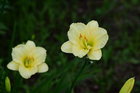Day lily (Hemerocallis) flowers. Asphodelaceae perennial plants. These flowers bloom during the rainy season when there are few sunny days, brightening up your gloomy mood.の写真素材
