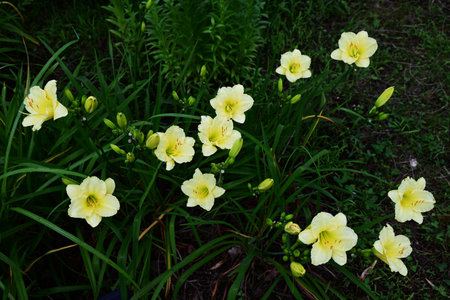 Day lily (Hemerocallis) flowers. Asphodelaceae perennial plants. These flowers bloom during the rainy season when there are few sunny days, brightening up your gloomy mood.の写真素材