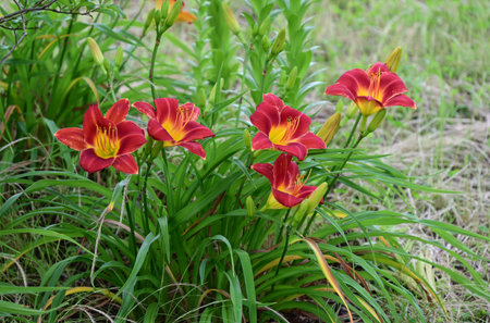 Day lily (Hemerocallis) flowers. Asphodelaceae perennial plants. These flowers bloom during the rainy season when there are few sunny days, brightening up your gloomy mood.の写真素材