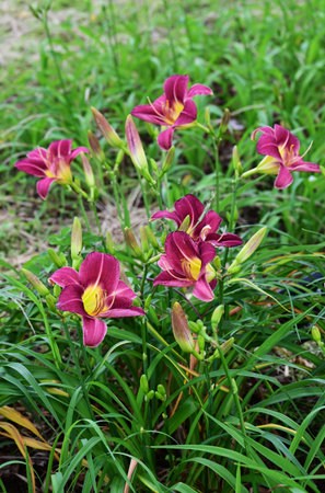 Day lily (Hemerocallis) flowers. Asphodelaceae perennial plants. These flowers bloom during the rainy season when there are few sunny days, brightening up your gloomy mood.の写真素材