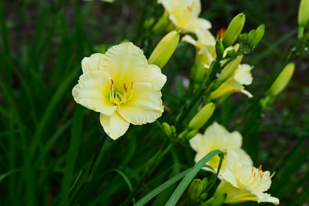 Day lily (Hemerocallis) flowers. Asphodelaceae perennial plants. These flowers bloom during the rainy season when there are few sunny days, brightening up your gloomy mood.の写真素材