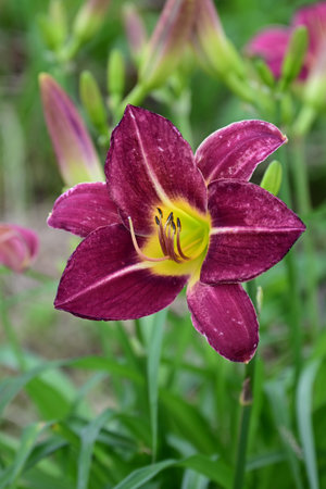 Day lily (Hemerocallis) flowers. Asphodelaceae perennial plants. These flowers bloom during the rainy season when there are few sunny days, brightening up your gloomy mood.の写真素材