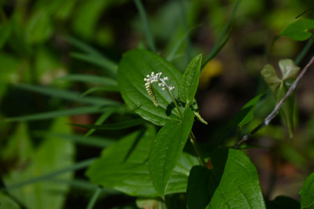 Sauururus chinensis (Chinese lizard's tail) flowers. Saururaceae perennial plants. In summer, small flowers bloom in slender racemes and the surrounding leaves turn white.の写真素材