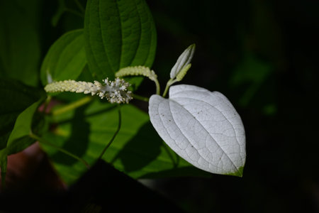 Sauururus chinensis (Chinese lizard's tail) flowers. Saururaceae perennial plants. In summer, small flowers bloom in slender racemes and the surrounding leaves turn white.の写真素材