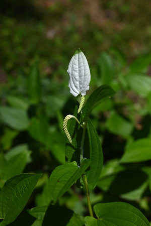 Sauururus chinensis (Chinese lizard's tail) flowers. Saururaceae perennial plants. In summer, small flowers bloom in slender racemes and the surrounding leaves turn white.の写真素材