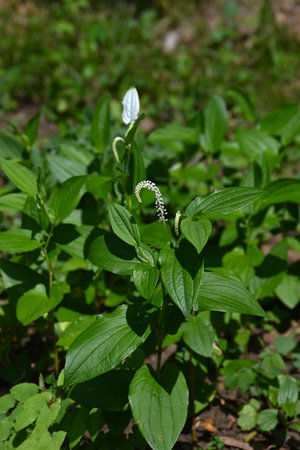 Sauururus chinensis (Chinese lizard's tail) flowers. Saururaceae perennial plants. In summer, small flowers bloom in slender racemes and the surrounding leaves turn white.の写真素材