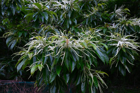 Growth of Japanese chestnut. Fagaceae deciduous tree. Flowers bloom in June and fruit ripens in September.の写真素材