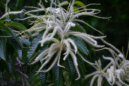 Growth of Japanese chestnut. Fagaceae deciduous tree. Flowers bloom in June and fruit ripens in September.の写真素材
