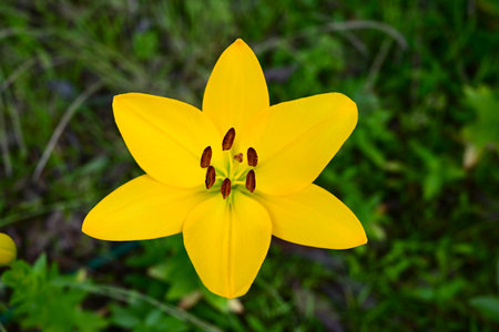 Thunberg lily (Lilium maculatum) flowers. Liliaceae perennial bulbous plants. They grow near coasts and on cliffs and bloom upwards in summer.の写真素材
