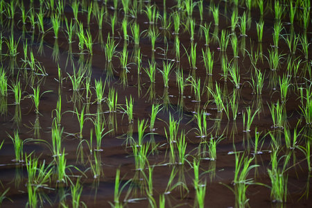 A rice paddy after planting rice. The price of rice, the staple food of the Japanese people, has skyrocketed in Japan recently, and rice cultivation policies are being debated.の写真素材