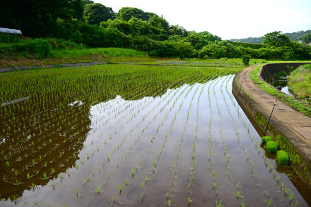 A rice paddy after planting rice. The price of rice, the staple food of the Japanese people, has skyrocketed in Japan recently, and rice cultivation policies are being debated.の写真素材