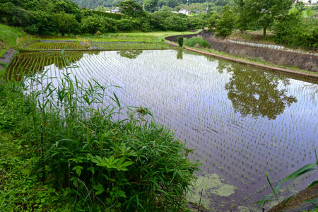 A rice paddy after planting rice. The price of rice, the staple food of the Japanese people, has skyrocketed in Japan recently, and rice cultivation policies are being debated.の写真素材