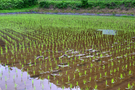 A rice paddy after planting rice. The price of rice, the staple food of the Japanese people, has skyrocketed in Japan recently, and rice cultivation policies are being debated.の写真素材