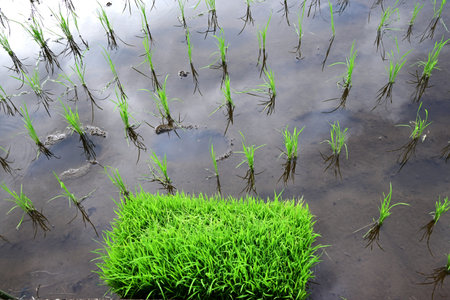 A rice paddy after planting rice. The price of rice, the staple food of the Japanese people, has skyrocketed in Japan recently, and rice cultivation policies are being debated.の写真素材