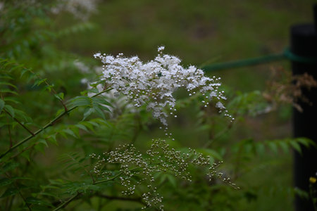 Sorbaria sorbifolia (False spiraea) flowers. Rosaceae deciduous shrub. It is a neat flower that blooms in summer with white five-petal flowers, providing a cool feeling.の写真素材