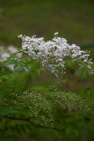 Sorbaria sorbifolia (False spiraea) flowers. Rosaceae deciduous shrub. It is a neat flower that blooms in summer with white five-petal flowers, providing a cool feeling.の写真素材
